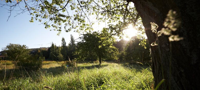Blick durch die Bäume in der Sonne